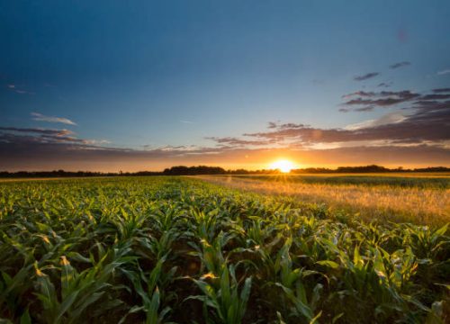 A 12-day agritourism safari in Kenya