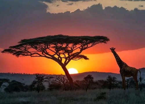 A 15 days classic safari in Kenya & Tanzania
