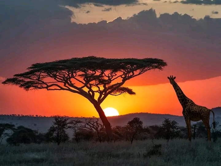 A 15 days classic safari in Kenya & Tanzania