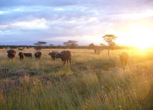 A 14-day budget safari in Kenya