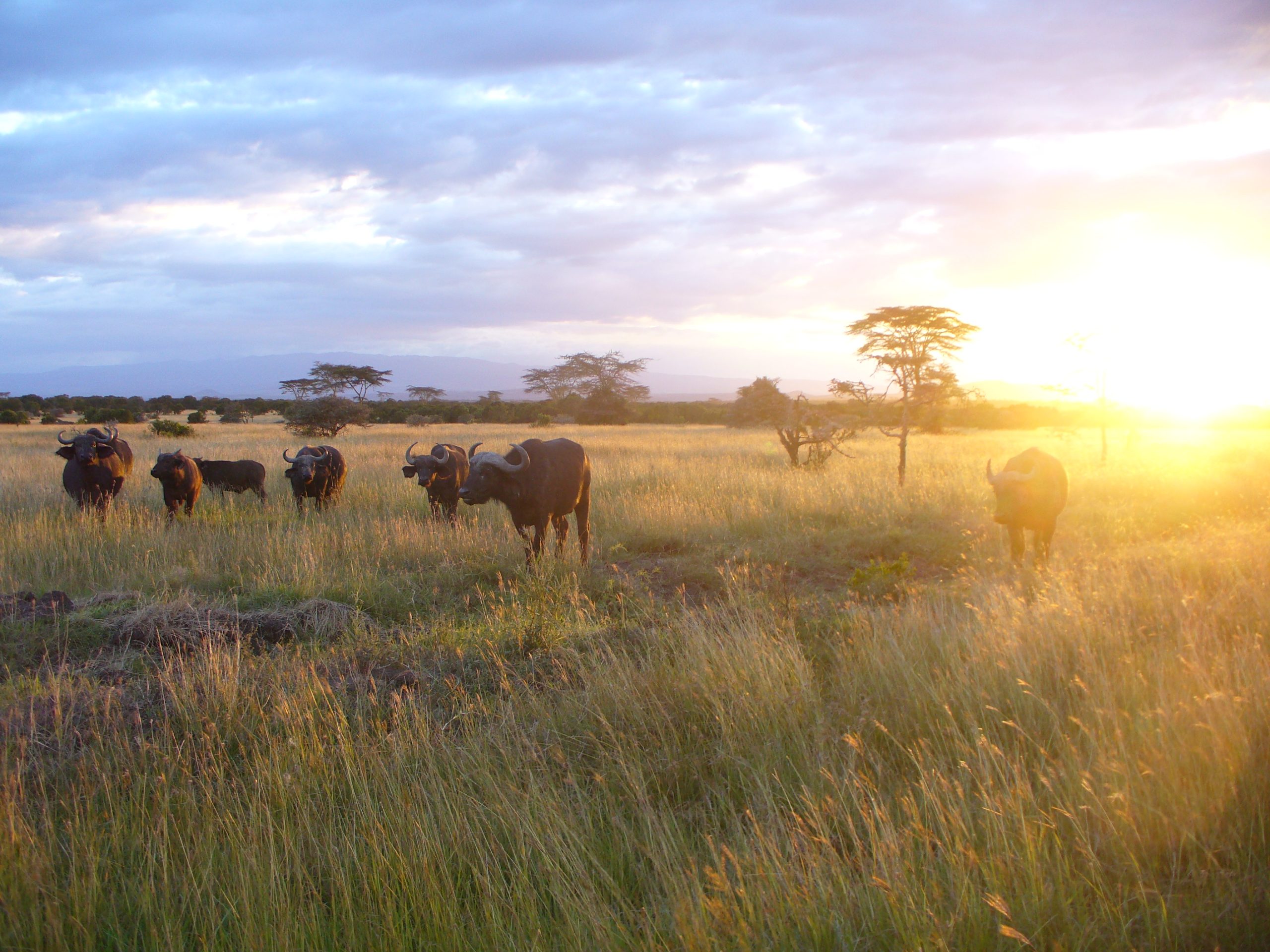 A 14-day budget safari in Kenya