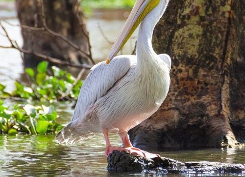 A 15 days Bird Watching in Kenya