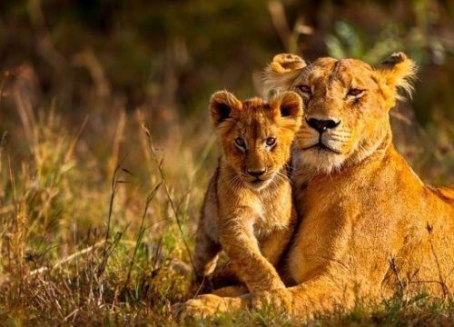 A 10 DAYS /9 DAYS LUXURY SAFARI & BEACH HOLIDAY IN KENYA