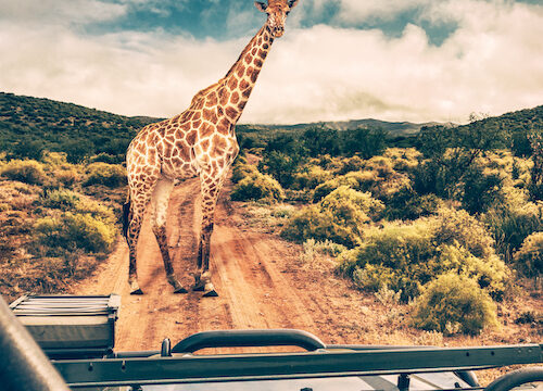 2 days  Tsavo East)