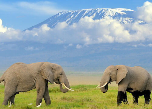 6 days of exciting safaris in Kenya