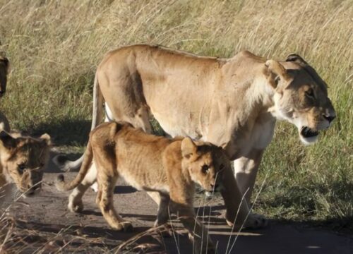 7 Days Sarova Experience