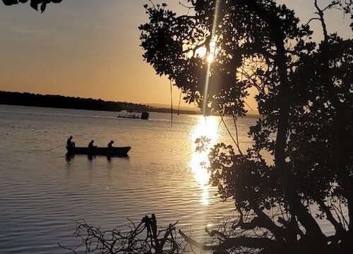 Mangrovie In Canoa (Mezza Giornata)