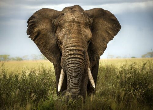 1 day  Tsavo East